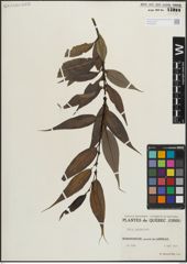 Foto von Salix lucida Muhl.